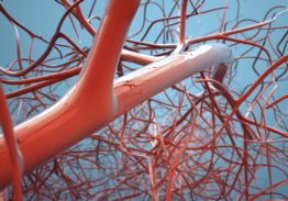 2o Εργαστήριο Αγγειοχειρουργικής Ανατομίας